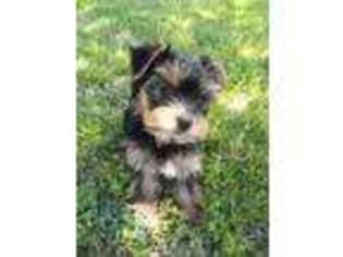 Yorkshire Terrier Puppy for sale in Long Creek, SC, USA