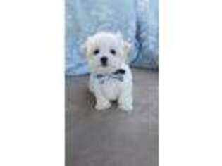 Maltese Puppy for sale in Longview, WA, USA