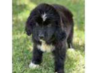 Newfoundland Puppy for sale in Scurry, TX, USA