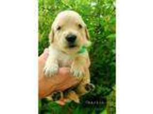Golden Retriever Puppy for sale in Montgomery, IN, USA