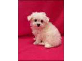 Maltese Puppy for sale in Kit Carson, CO, USA