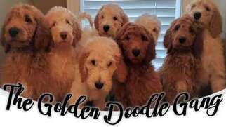 Goldendoodle Puppy for sale in Gadsden, AL, USA
