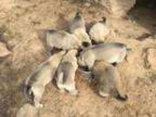Anatolian Shepherd Puppy for sale in Euless, TX, USA