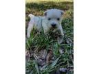 West Highland White Terrier Puppy for sale in Edgefield, SC, USA