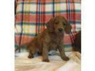 Goldendoodle Puppy for sale in Reeds Spring, MO, USA