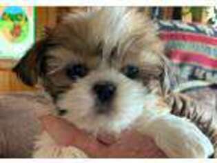 Mutt Puppy for sale in Hayden, ID, USA