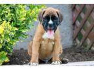 Boxer Puppy for sale in Paradise, PA, USA