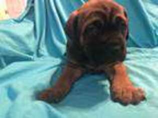 Cane Corso Puppy for sale in Bowling Green, KY, USA