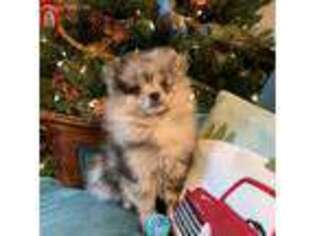 Pomeranian Puppy for sale in Wimberley, TX, USA