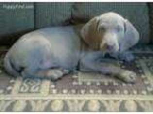 Weimaraner Puppy for sale in Laceyville, PA, USA