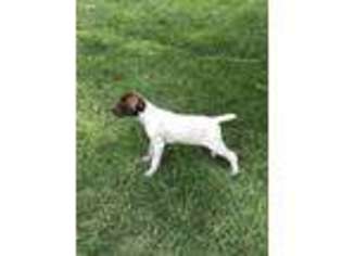 German Shorthaired Pointer Puppy for sale in Clarkston, UT, USA