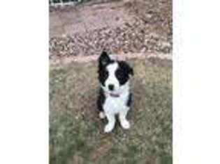 Border Collie Puppy for sale in Mesa, AZ, USA