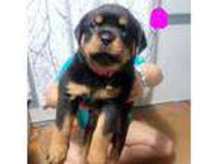 Rottweiler Puppy for sale in Von Ormy, TX, USA