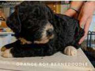 Mutt Puppy for sale in Mount Pleasant, TN, USA