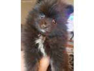 Pomeranian Puppy for sale in Louisville, KY, USA