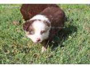 Miniature Australian Shepherd Puppy for sale in Bartlesville, OK, USA