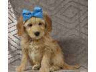 Goldendoodle Puppy for sale in Muskogee, OK, USA