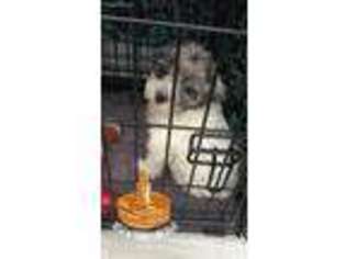 Cavapoo Puppy for sale in Oak Park, IL, USA