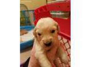 Golden Retriever Puppy for sale in Spring, TX, USA