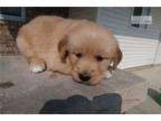 Golden Retriever Puppy for sale in Ann Arbor, MI, USA