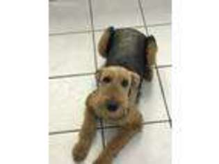 Airedale Terrier Puppy for sale in San Antonio, TX, USA