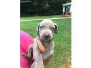 Weimaraner Puppy for sale in Lavonia, GA, USA