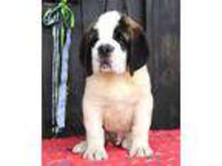 Saint Bernard Puppy for sale in Lehi, UT, USA