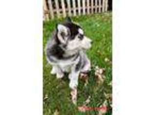 Siberian Husky Puppy for sale in Wyoming, MI, USA