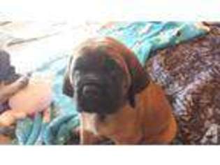 Mastiff Puppy for sale in BEAVER FALLS, PA, USA