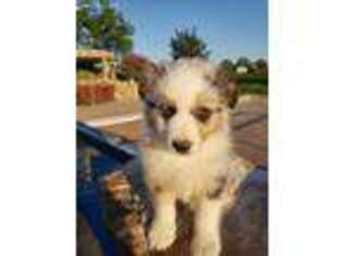 Miniature Australian Shepherd Puppy for sale in Livonia, MO, USA