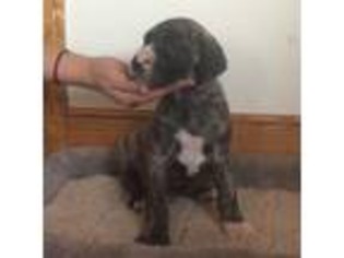 Great Dane Puppy for sale in Reinholds, PA, USA