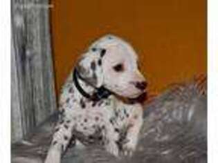 Dalmatian Puppy for sale in Elkton, VA, USA