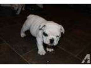 Bulldog Puppy for sale in PENDLETON, IN, USA