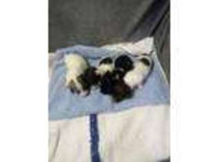 Dachshund Puppy for sale in Colon, MI, USA