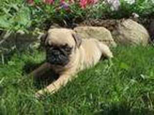 Pug Puppy for sale in Shelby, OH, USA