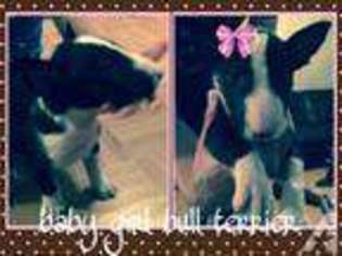 Bull Terrier Puppy for sale in BRENTWOOD, CA, USA