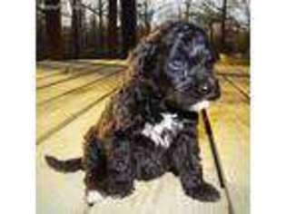Portuguese Water Dog Puppy for sale in Fayetteville, AR, USA