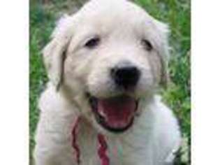 Golden Retriever Puppy for sale in WEBSTER, NY, USA