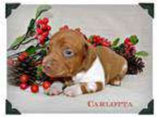 Dachshund Puppy for sale in Prairieville, LA, USA