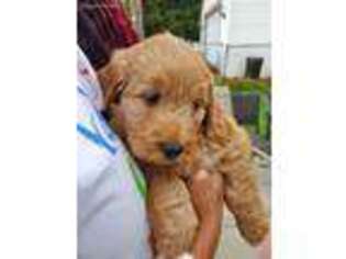 Goldendoodle Puppy for sale in Warren, MI, USA