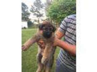 German Shepherd Dog Puppy for sale in Belton, SC, USA