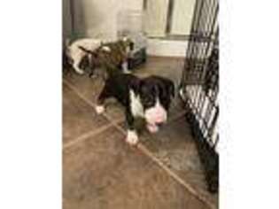 Bull Terrier Puppy for sale in Corona, CA, USA
