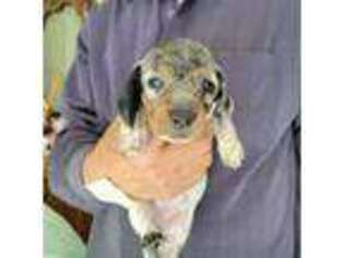 Dachshund Puppy for sale in Torrance, CA, USA