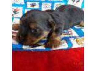 Yorkshire Terrier Puppy for sale in Marysville, KS, USA