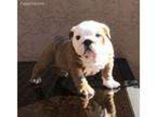 Bulldog Puppy for sale in Suisun City, CA, USA