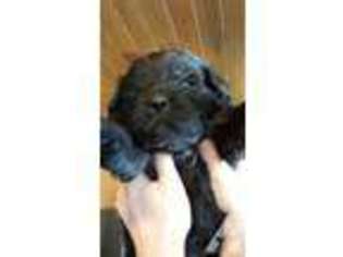 Newfoundland Puppy for sale in SPOKANE, WA, USA