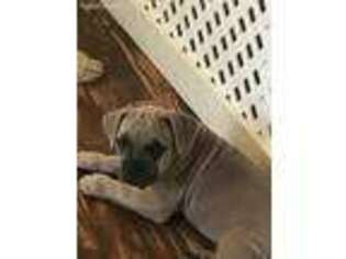 Cane Corso Puppy for sale in Fort Myers, FL, USA