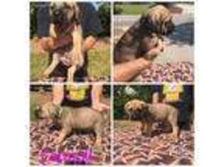 Cane Corso Puppy for sale in Anderson, SC, USA