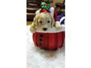 Goldendoodle Puppy for sale in Marshalltown, IA, USA
