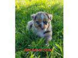 Miniature Australian Shepherd Puppy for sale in Perryville, MO, USA